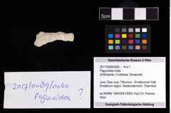 Foto (Objekt + Etikett) von Paguroidea indet.  (NHMW-GEO-2017-0089-0060)